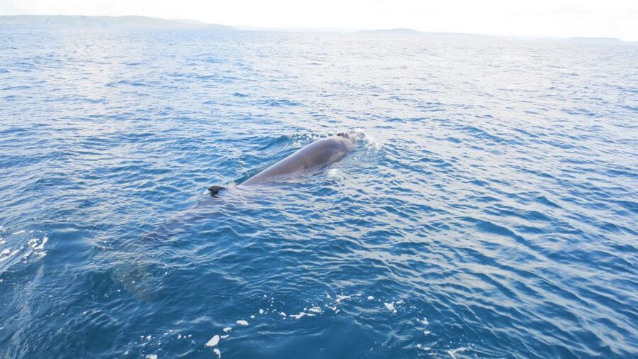 County Cork: Whale & Dolphin Watching Boat Trip - The skipper makes the difference