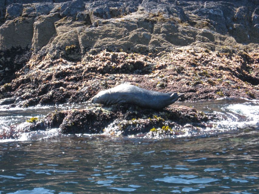 County Cork: Whale & Dolphin Watching Boat Trip - What the coastline adds to the trip