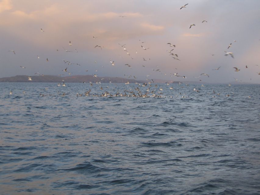 County Cork: Whale & Dolphin Watching Boat Trip - Clothing, food, and comfort on board
