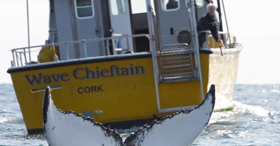 County Cork: Whale & Dolphin Watching Boat Trip - Three to four hours on the Atlantic