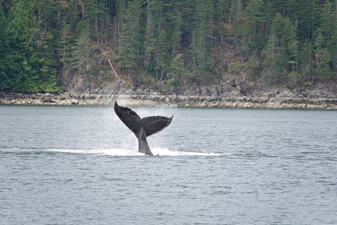 Covered Boat Whale Watching 4-Hour Tour from Campbell River - Four Hours From Campbell River to the Coastal Water