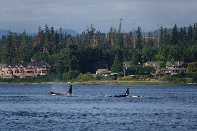 Covered Boat Whale Watching 4-Hour Tour from Campbell River - Why the Covered Boat Matters