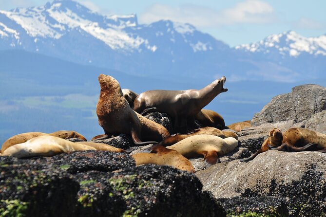 Covered Boat Whale Watching 4-Hour Tour from Campbell River - What the Whale Watching Portion Is Like