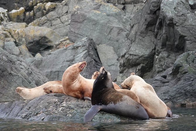 Covered Boat Whale Watching 6-Hour Tour from Campbell River - Six hours gives the search room to unfold