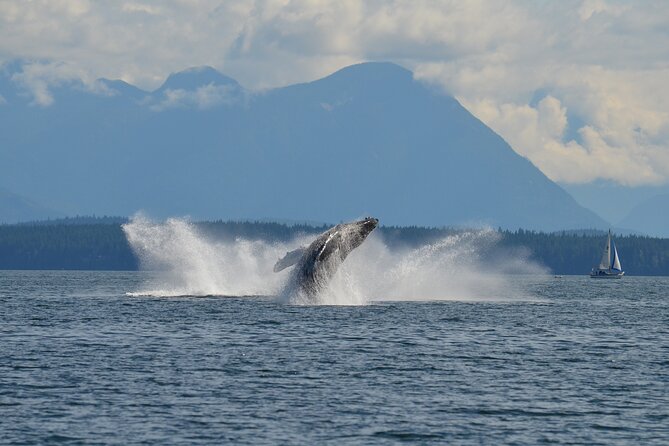 Covered Boat Whale Watching 6-Hour Tour from Campbell River - A shore break makes the family-friendly claim practical