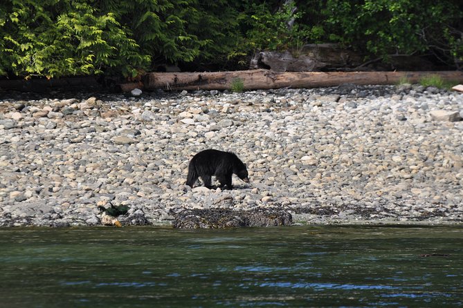 Covered Boat Whale Watching 6-Hour Tour from Campbell River - Why the group size matters