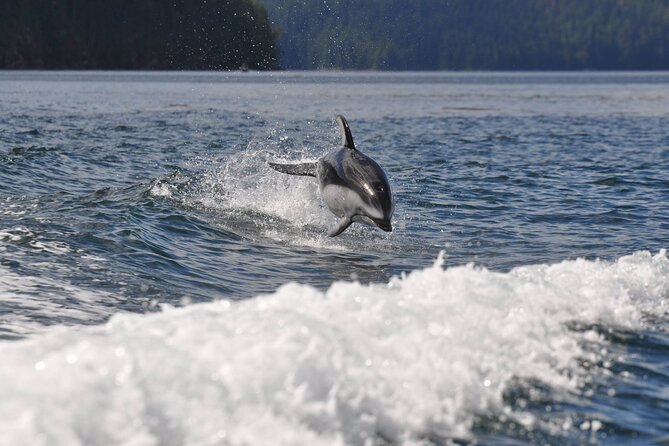 Covered Boat Whale Watching 6-Hour Tour from Campbell River - What the $270.91 price includes