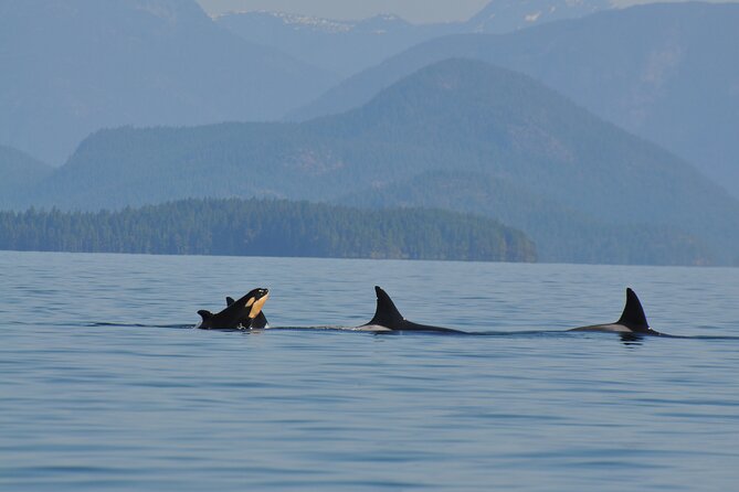 Covered Boat Whale Watching 6-Hour Tour from Campbell River - Weather, comfort, and the realities of the sea