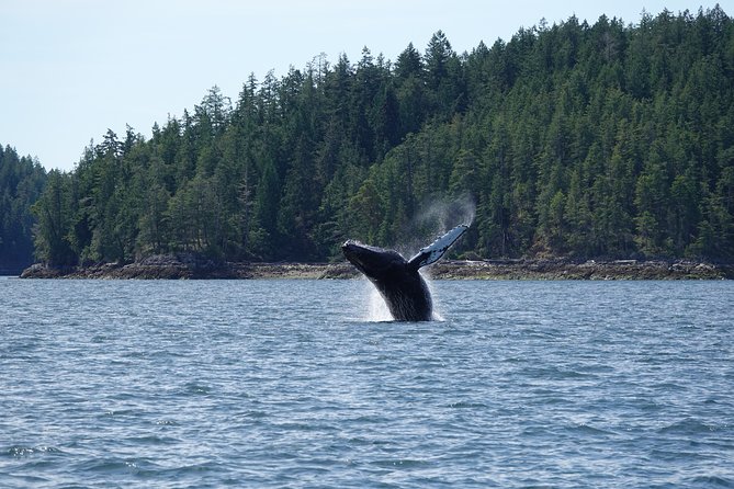 Covered Boat Whale Watching 6-Hour Tour from Campbell River - From E Dock into coastal waters