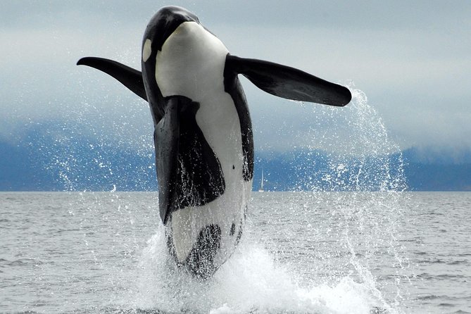 Cowichan Bay Half Day Whale & Wildlife Adventure - Key points to know before you go