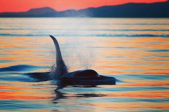Cowichan Bay Half Day Whale & Wildlife Adventure - Setting out from Cowichan Bay