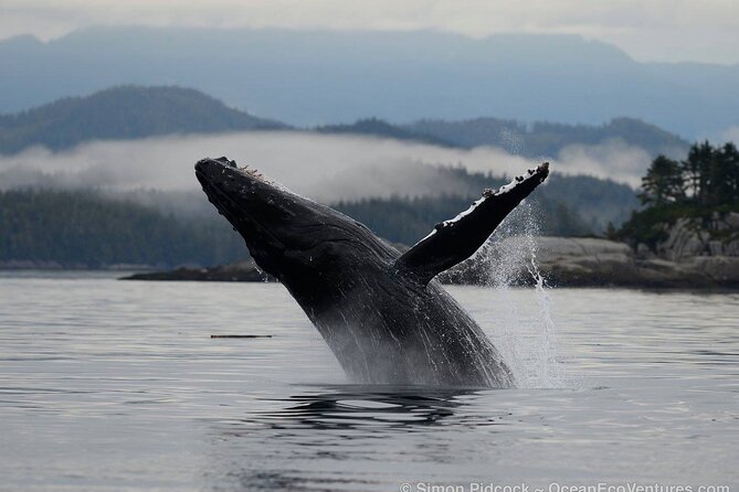 Cowichan Bay Half Day Whale & Wildlife Adventure - Searching for orcas and killer whales