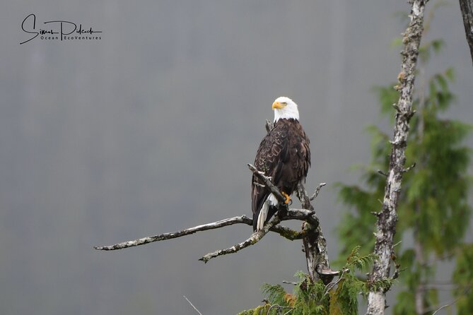 Cowichan Bay Half Day Whale & Wildlife Adventure - Safety gear, weather, and comfort
