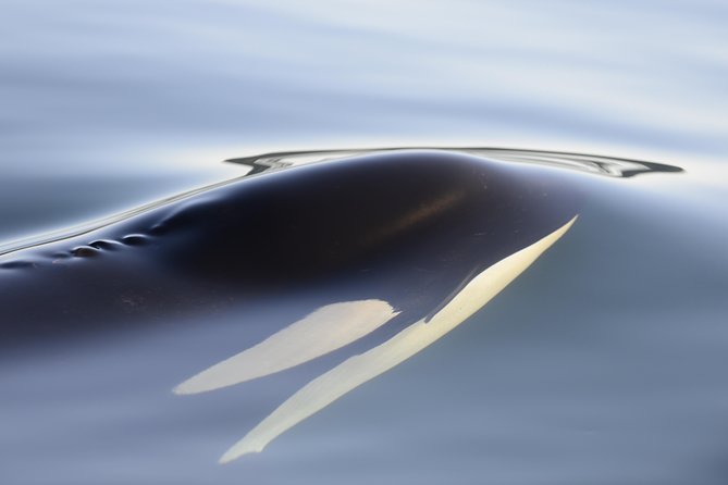 Cowichan Bay Half Day Whale & Wildlife Adventure - Is $159.44 a fair price?