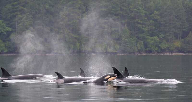 Cowichan Bay: Half-Day Whale & Wildlife Adventure - What the protective gear means for comfort