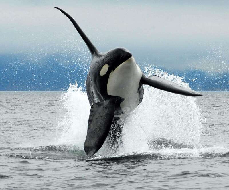 Cowichan Bay: Half-Day Whale & Wildlife Adventure - The $155 price and what you receive