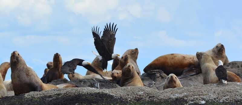 Cowichan Bay: Half-Day Whale & Wildlife Adventure - Who should book, and who should skip it