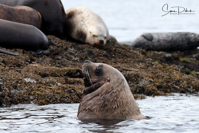 Cowichan Bay: Half-Day Whale & Wildlife Adventure - Three and a half hours searching the Salish Sea