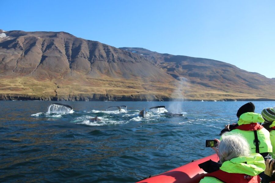 Dalvík: Whale Watching Speedboat Tour - Leaving Dalvík for Eyjafjordur