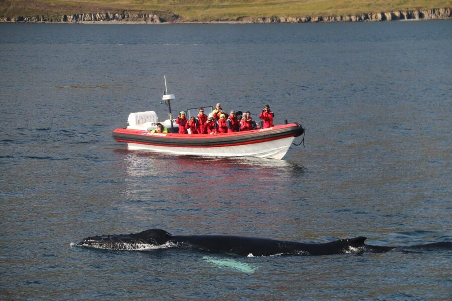 Dalvík: Whale Watching Speedboat Tour - The first 30 minutes on the water