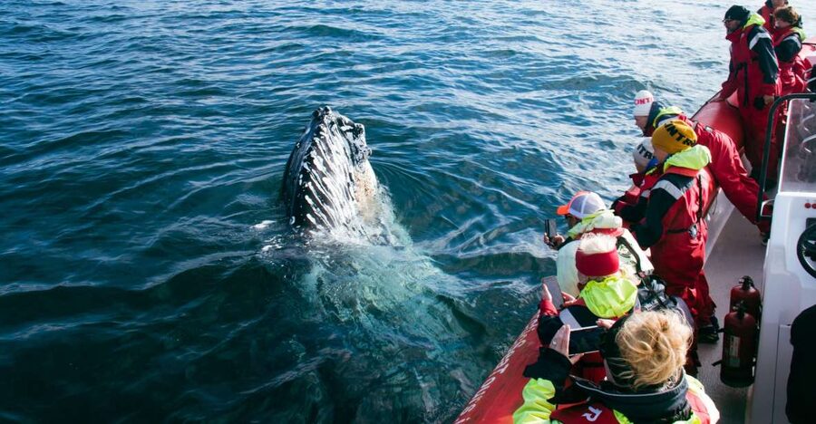 Dalvík: Whale Watching Speedboat Tour - Puffins from April through August