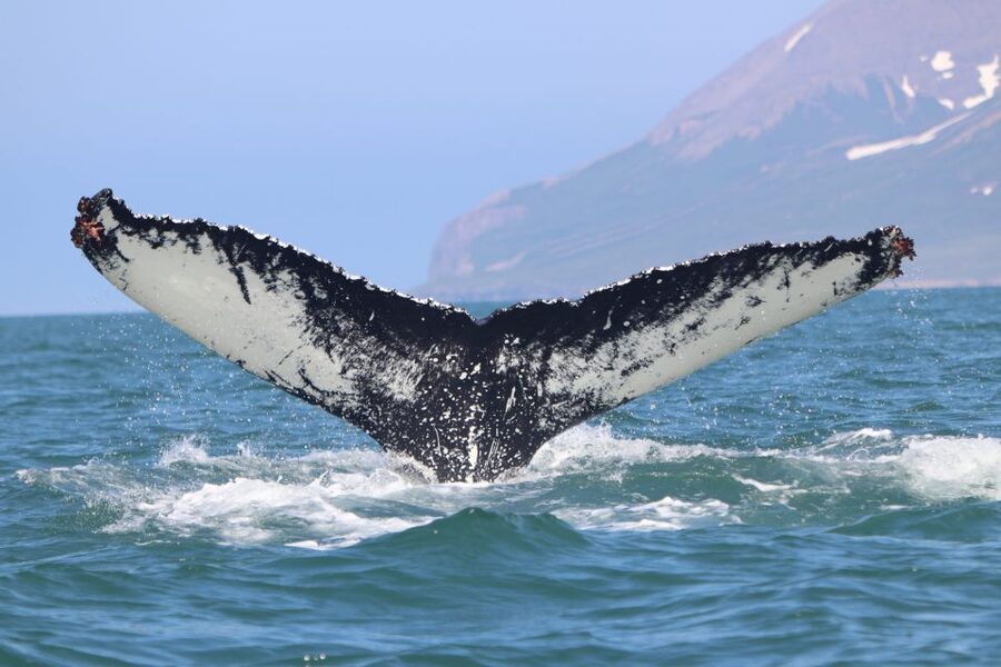 Dalvík: Whale Watching Speedboat Tour - The final 30 minutes back across the fjord