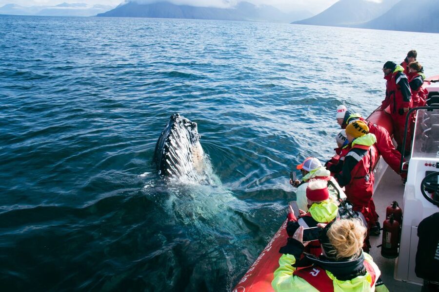 Dalvík: Whale Watching Speedboat Tour - What the $165 price buys you