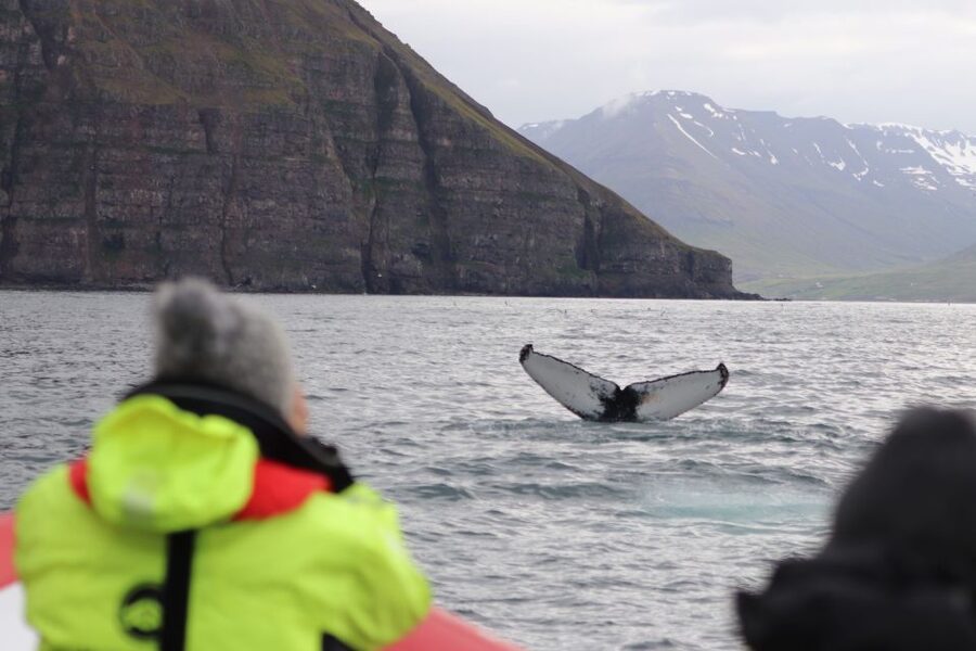 Dalvík: Whale Watching Speedboat Tour - Who should book this RIB trip