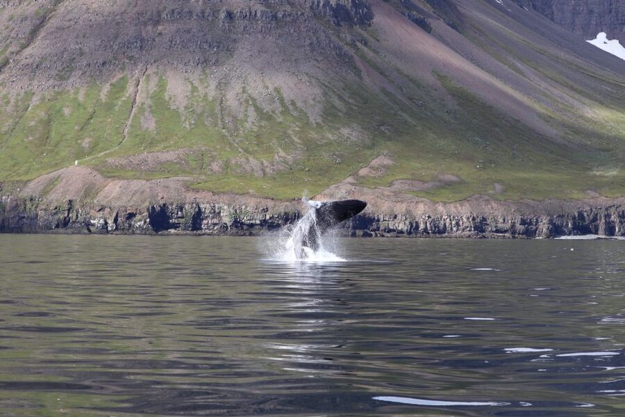 Dalvík: Whale Watching Speedboat Tour - Practical preparation before Hafnarbraut 22