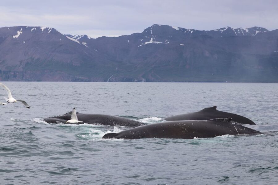 Dalvík: Whale Watching Speedboat Tour - Should you book the Dalvík whale tour?