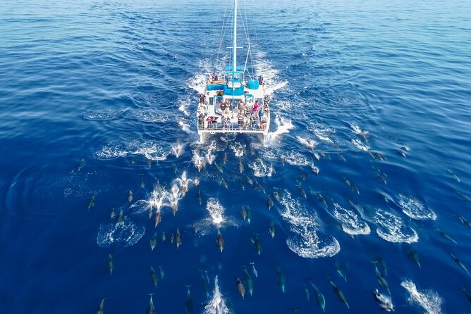 Dana Point Dolphin and Whale Watching with Underwater Viewing - Searching for dolphins beyond the harbor