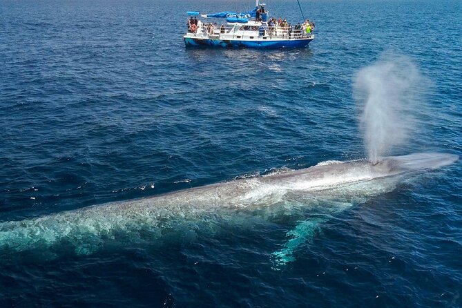 Dana Point Dolphin and Whale Watching with Underwater Viewing - What the onboard naturalist adds