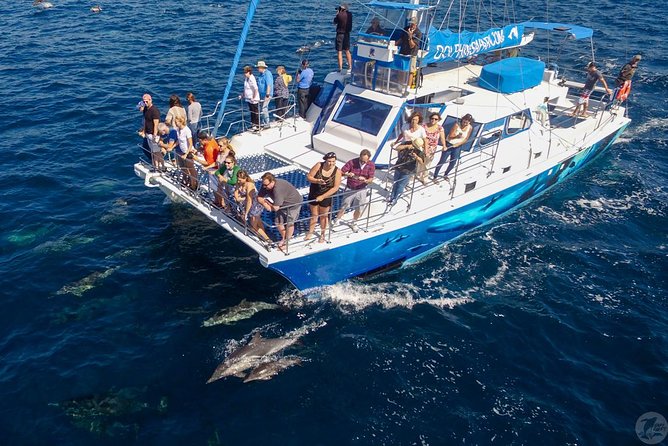 Dana Point Dolphin and Whale Watching with Underwater Viewing - The Manute’a underwater viewing pod