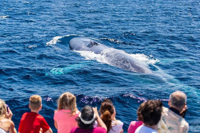 Dana Point Dolphin and Whale Watching with Underwater Viewing - Choosing the right day and preparing well