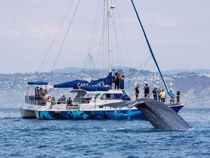 Dana Point Dolphin & Whale Watching With Underwater Viewing - Why Dana Point Makes a Strong Whale Watching Base