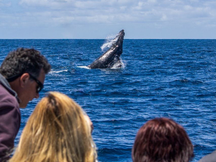 Dana Point Dolphin & Whale Watching With Underwater Viewing - Comfort, Weather, and Mobility Notes