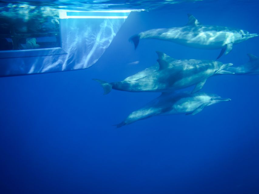 Dana Point Dolphin & Whale Watching With Underwater Viewing - Checking In at 24440 Dana Point Harbor Drive