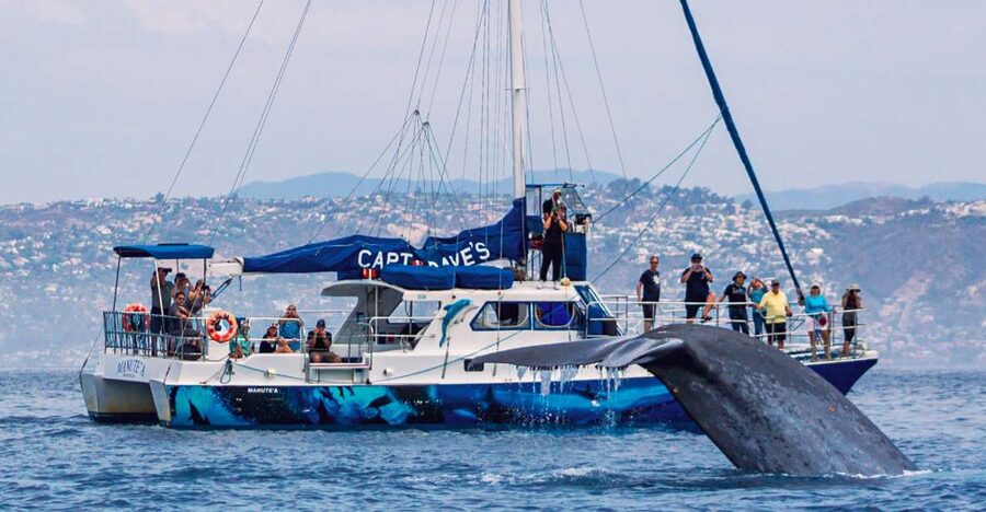 Dana Point Dolphin & Whale Watching With Underwater Viewing - The Unusual Underwater Pods