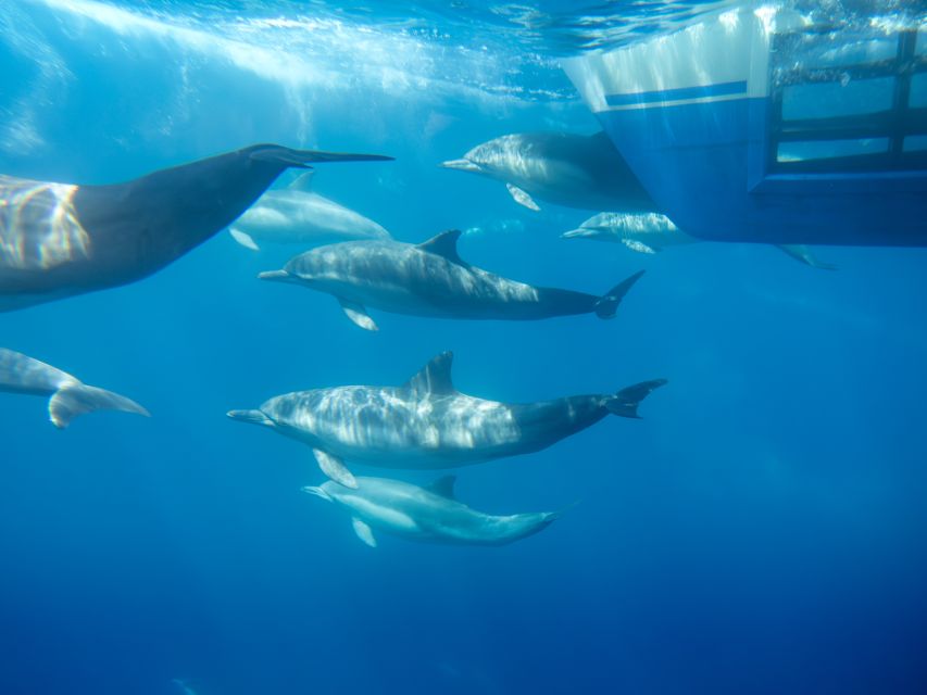 Dana Point Dolphin & Whale Watching With Underwater Viewing - Dolphins Can Be the Main Event