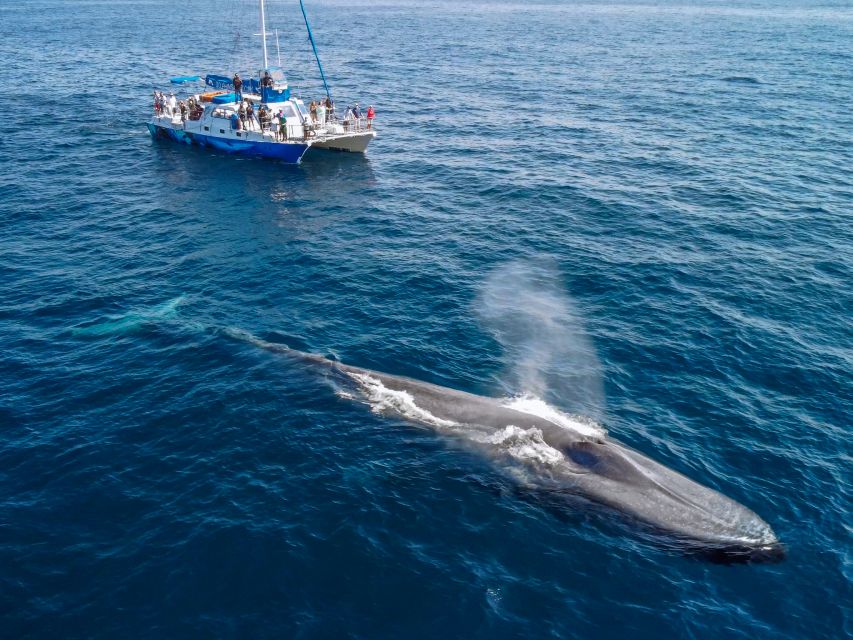 Dana Point Dolphin & Whale Watching With Underwater Viewing - Whales, Sea Lions, Sharks, and Pelagic Birds