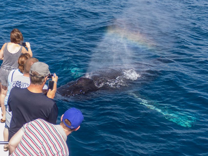 Dana Point Dolphin & Whale Watching With Underwater Viewing - The Crew Makes the Difference