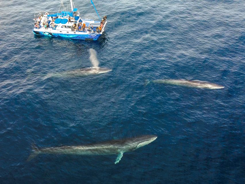 Dana Point Dolphin & Whale Watching With Underwater Viewing - The 150-Minute Route From Harbor to Open Water