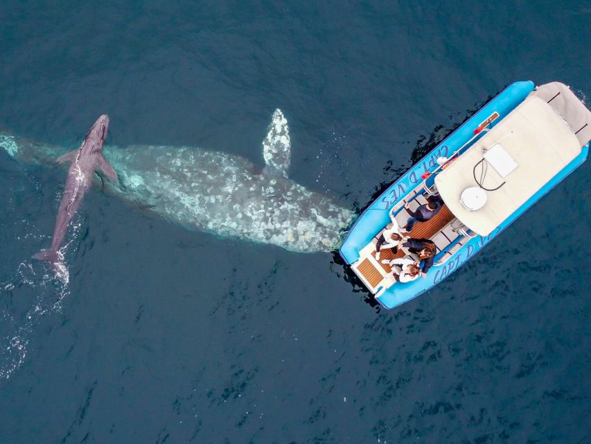 Dana Point Fast & Fun Zodiac-Style Dolphin & Whale Watching - Key points to know before you book