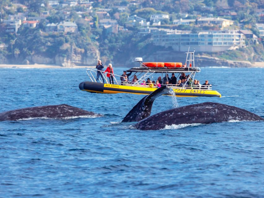 Dana Point Fast & Fun Zodiac-Style Dolphin & Whale Watching - Why this Dana Point boat feels different