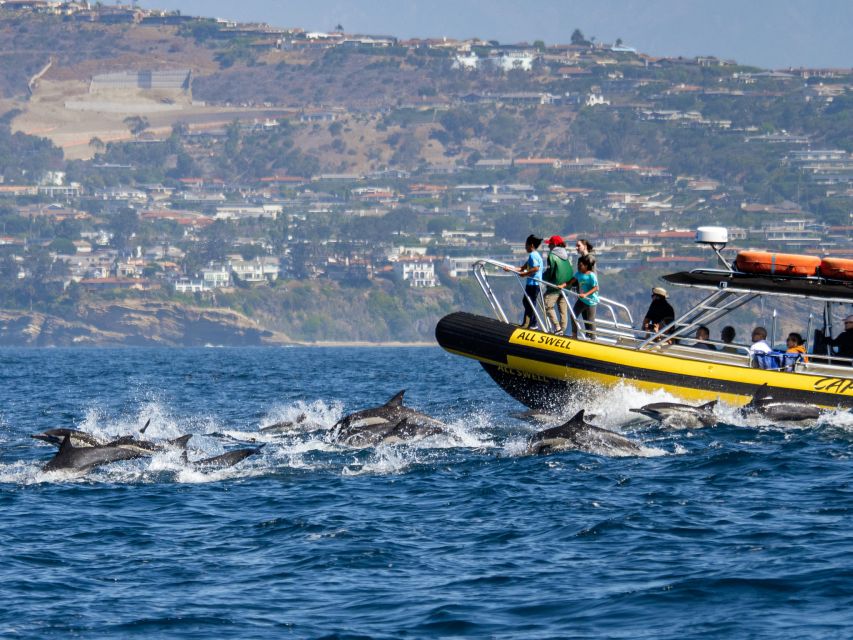 Dana Point Fast & Fun Zodiac-Style Dolphin & Whale Watching - A quick launch, then open water