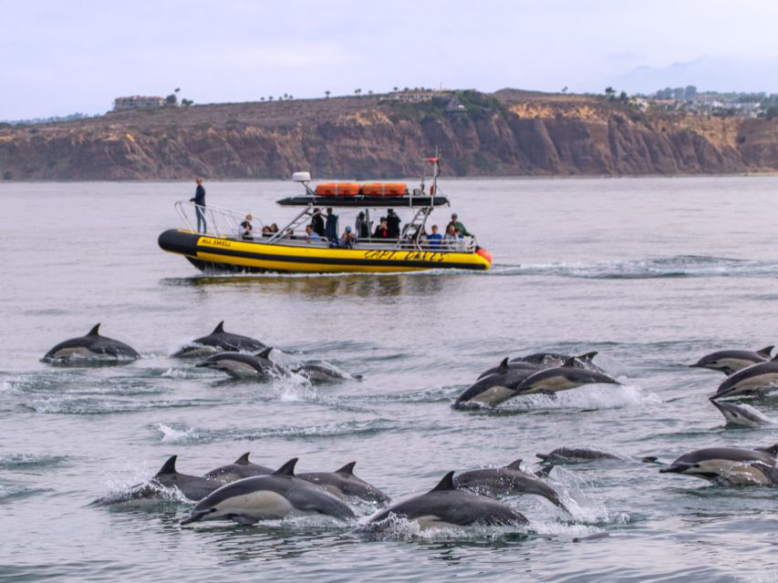 Dana Point Fast & Fun Zodiac-Style Dolphin & Whale Watching - Dolphins are often the main event