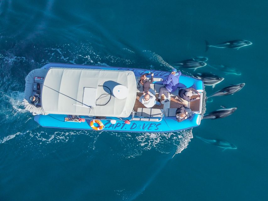 Dana Point Fast & Fun Zodiac-Style Dolphin & Whale Watching - Whales, from giants to seasonal visitors