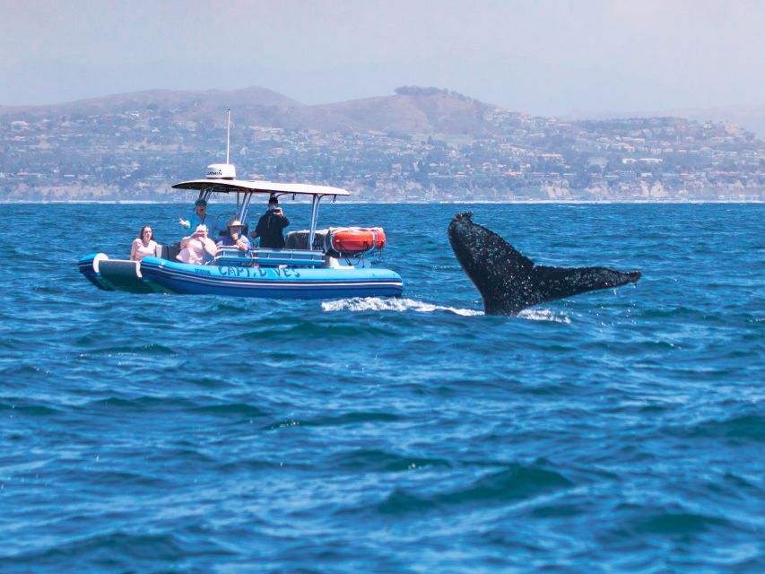 Dana Point Fast & Fun Zodiac-Style Dolphin & Whale Watching - Look beyond whales and dolphins