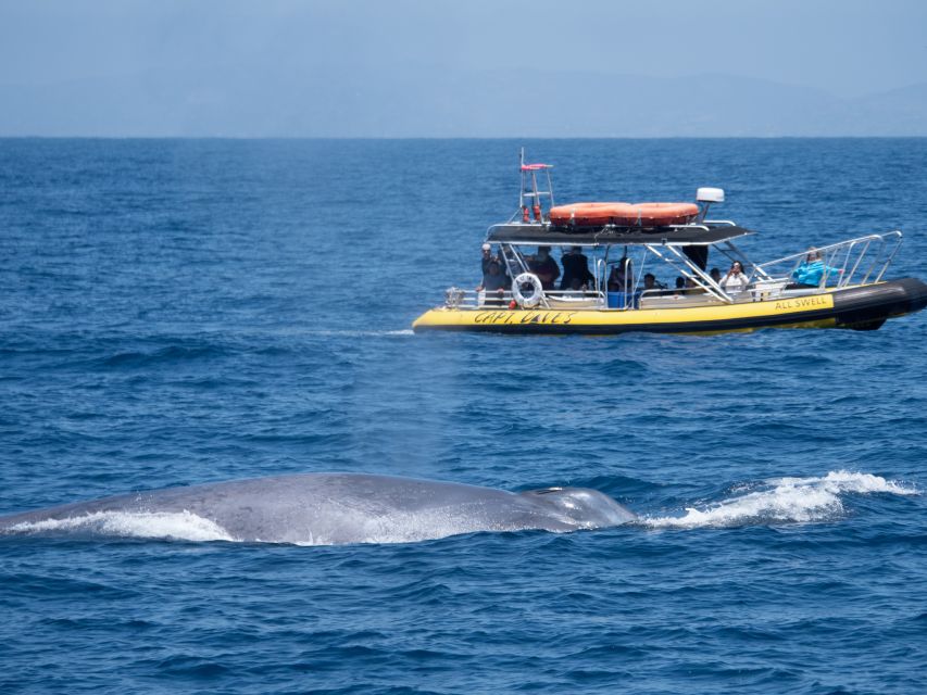 Dana Point Fast & Fun Zodiac-Style Dolphin & Whale Watching - Who should book this ride?