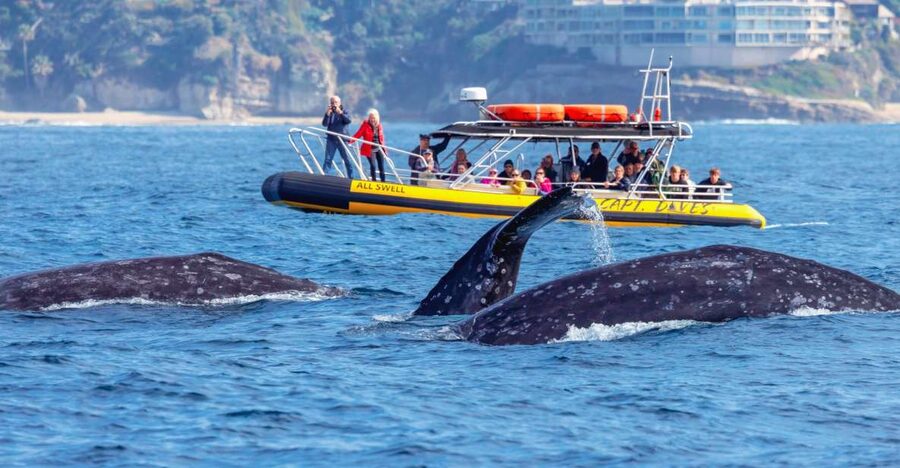 Dana Point Fast & Fun Zodiac-Style Dolphin & Whale Watching - Check in at Dana Point Harbor